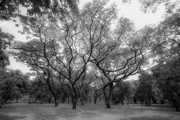 Czarno Biały Duży Trawnik Otoczony Dojrzałymi Drzewami Zapewnia Cień Parku — Zdjęcie stockowe