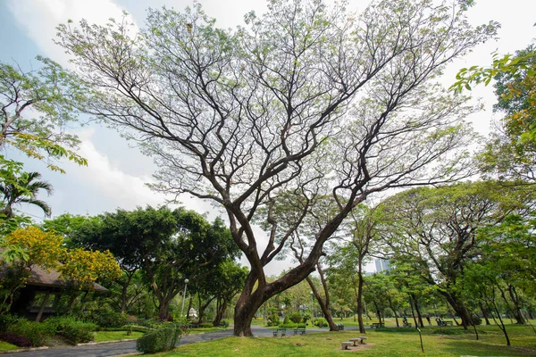 Stora Träd Sprids Vackert Stor Park — Stockfoto