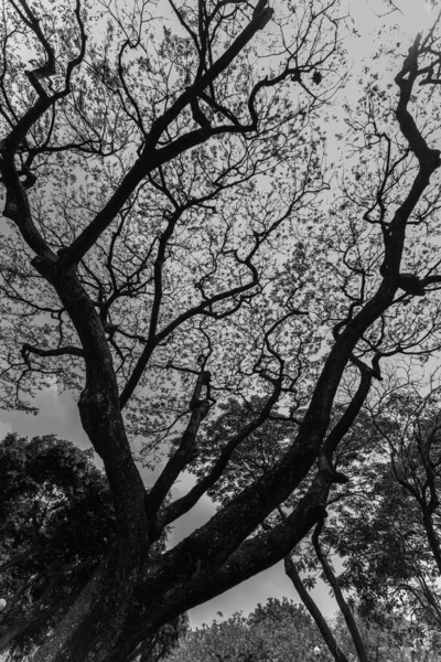 Чорно Білі Великі Дерева Шикарно Поширені Великому Парку Очі Анта — стокове фото
