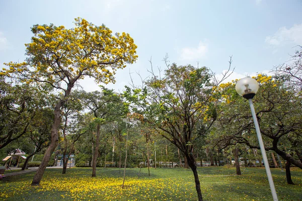 Κίτρινα Λουλούδια Που Πέφτουν Από Δέντρο Που Πέφτει Στο Πράσινο — Φωτογραφία Αρχείου