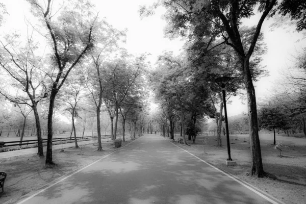 Черное Белое Красивые Пешеходные Дорожки Окружении Деревьев Обеспечивают Тень Парке Стоковое Фото