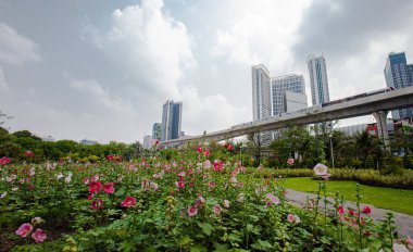 Güzel pembe Hollyhock çiçekleri parka ekildi, tren pistinin yakınına.