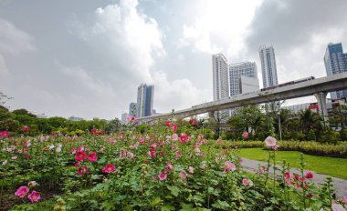 Güzel pembe Hollyhock çiçekleri parka ekildi, tren pistinin yakınına.