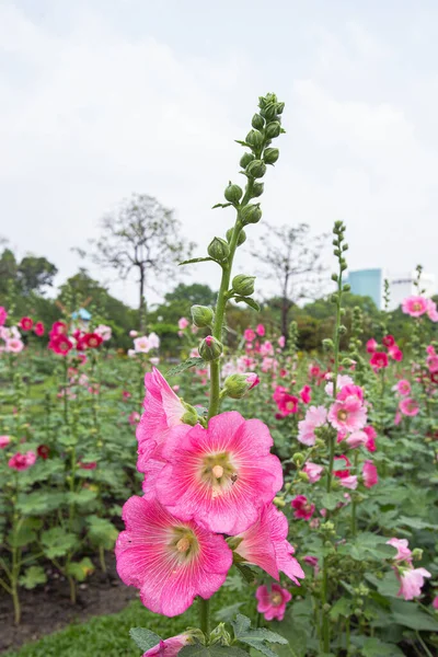 Красиві Рожеві Квіти Холліхока Висаджені Парку Біля Злітно Посадкової Смуги — стокове фото