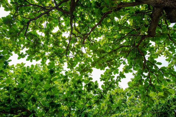 stock image Ant's eyes view Sunlight shines through the branches and leaves down below