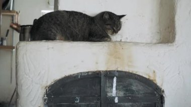 The gray cat lies on the old stove in the village