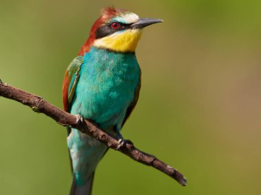 Motley European bee-eater on a natural blurred background