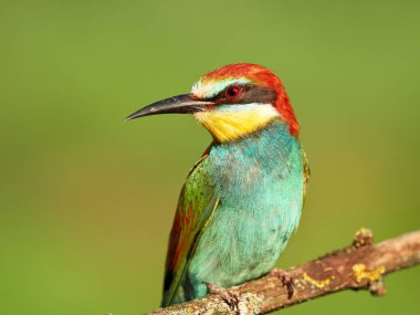 Portrait of motley European bee-eater on a natural blurred background