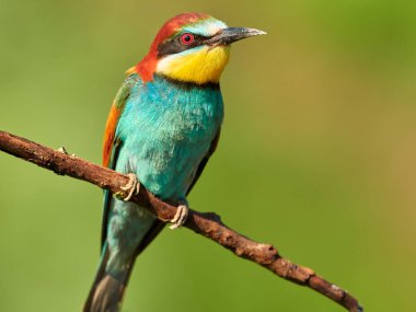 Motley European bee-eater is sitting on a branch 