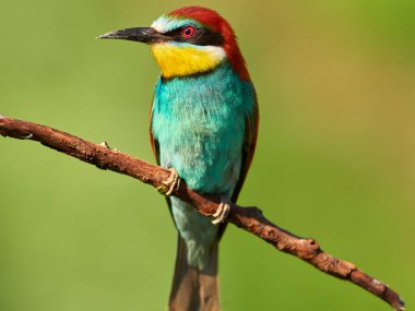 Güzel Avrupalı arı yiyici bir dala oturmuş 