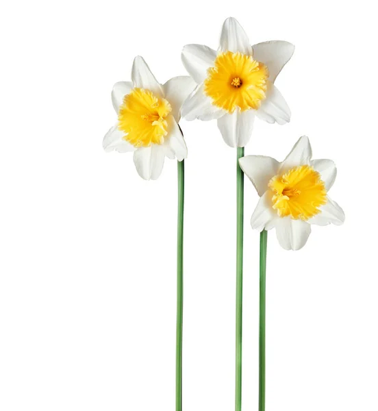 Tři Čerstvé Narcisy Izolované Bílém Pozadí — Stock fotografie