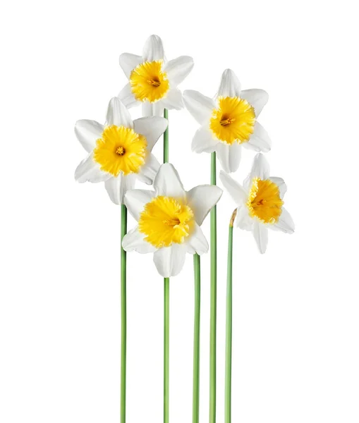 Ять Свіжих Нарцисів Ізольовані Білому Тлі — стокове фото