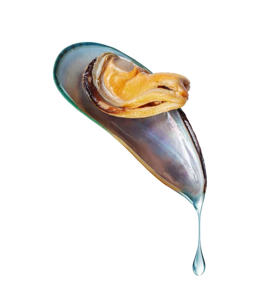 Large Mussel Shell Drop Water White Background — Stock Photo, Image