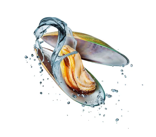 Large Mussel Shell Splashes Water Isolated White Background — Stock Photo, Image