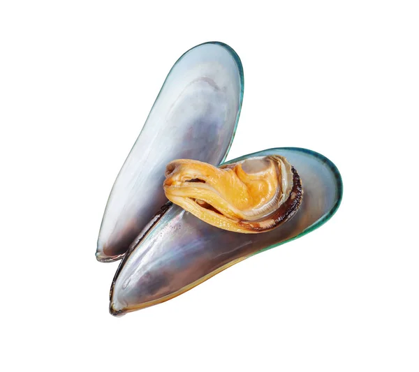 Opened Large Mussel Closeup Isolated White Background — Stock Photo, Image