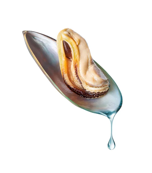 Large Mussel Shell Drop Water Isolated White Background — Stock Photo, Image