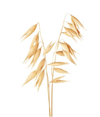 Kurutulmuş yulaf fabrikası beyaz arka planda izole edilmiş.