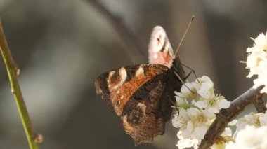 Kelebek (tavus kuşu kelebeği) kiraz çiçeklerinde nektar toplar.