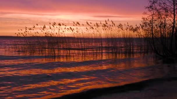 森林湖上神奇的日出 色彩艳丽 — 图库视频影像