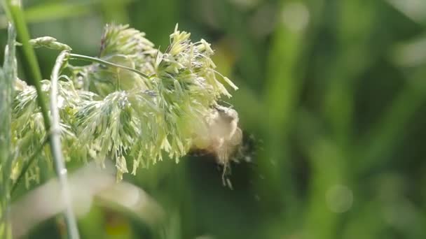 Abeille Recueille Pollen Une Plante Dans Prairie — Video