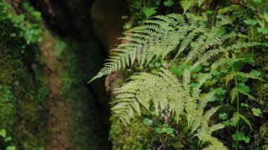 Eğreltiotu, doğanın arka planında yavaşça sallanıyor.