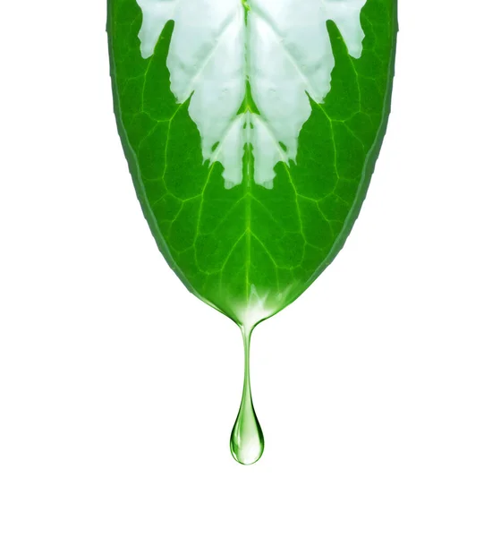 Tłusta Kropla Kapiąca Zielonego Liścia Odizolowana Białym Tle — Zdjęcie stockowe