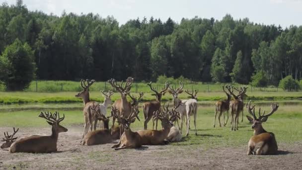 Herd Red Deer Farm — Stock Video