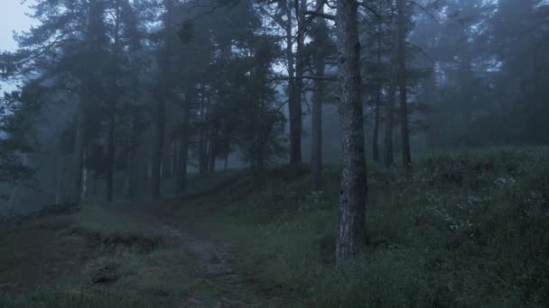 Çam Sisli Bir Ormanda Mistik Bir Sabah — Stok video