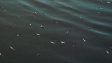 Su böcekleri suyun yüzeyinde sürünürler.