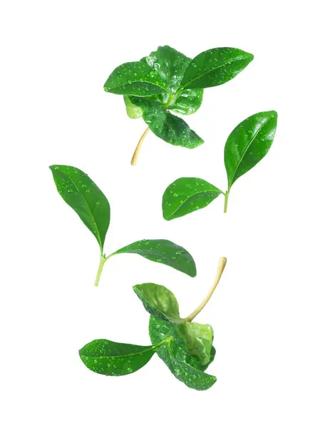 Coffee leaves with water drops isolated on a white background