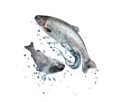 Havada su damlaları olan deniz alabalıkları beyaz arka planda izole edilmiş.