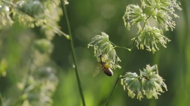 Arı bir bitkiden polen toplar.