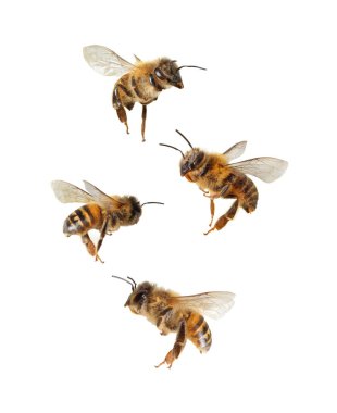 Uçan arılar, beyaz bir arka planda izole edilmiş bir şekilde havalanırlar.