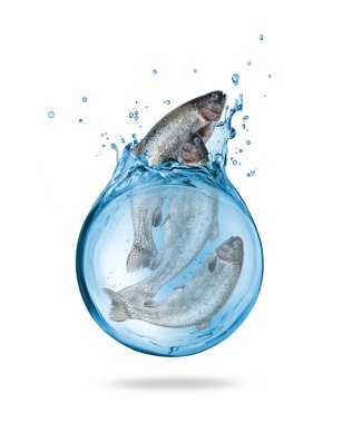 Beyaz arka planda izole edilmiş su damlalarında alabalık.