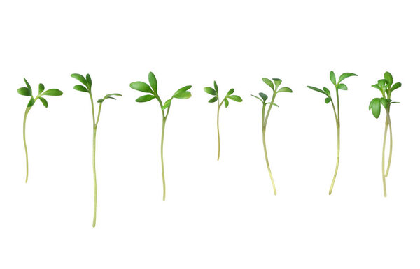 Set of microgreen stems close up isolated on a white background