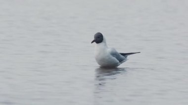 Kara başlı martı (Larus ridibundus) göl kıyısına yakın çekim