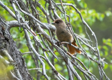 Siberian Jay is sitting on the branch in the spruce forest clipart