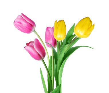 Bouquet of five pink and yellow tulips close up isolated on white background