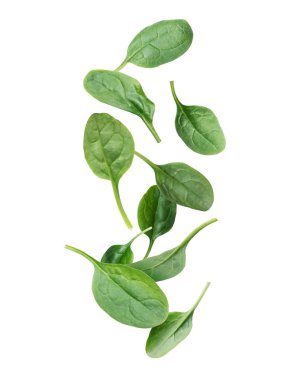 Beyaz arka planda taze ıspanak yaprakları var.