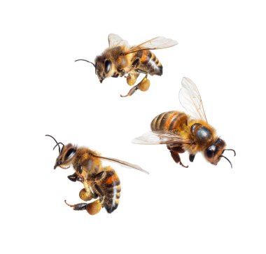 Beyaz arka planda izole edilmiş üç uçan bal arısı.