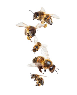 Beyaz zemin üzerinde polen izole edilmiş uçan bal arıları grubu