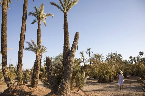 Туристическая Прогулка Среди Больших Пальм Пальмовой Роще Марракеша Марокко Защищая — стоковое фото
