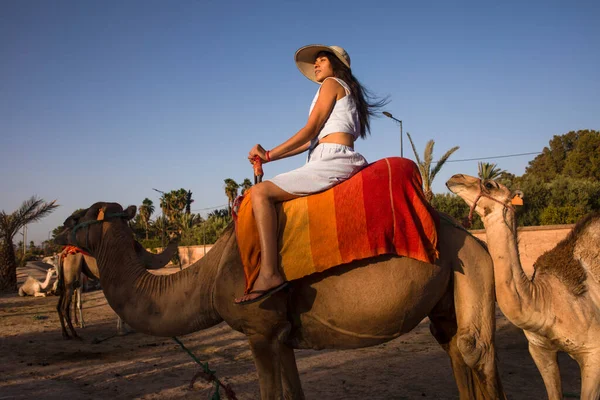 Touriste Sexy Sur Dromadaire Chameau Dans Désert Palmeraie Marrakech Maroc — Photo