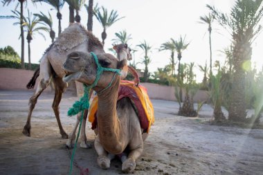 Dromedary ya da Arap devesi ve yavruları, Fas 'ta turistlerin çok ziyaret ettiği bir çöl manzarasında, dromedari ve develerle dolu muhteşem bir yer olan Marakeş' in palmiye bahçesinde..
