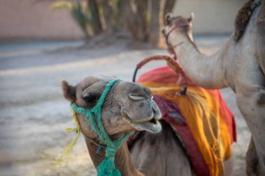 Güzel dromedary ya da Marakeş 'in palmiye koruluğundaki deve, burası çöl ortamında bu hayvanları ziyaret edip eğlenen turistler için çok ünlü bir yer..