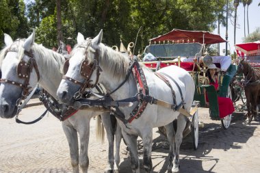 Fas 'ın Arap kenti Marakeş' te bir at arabasında oturan turist, turist ve ziyaretçilerin Arap kültürünün tadını çıkardıkları bir etkinlik..