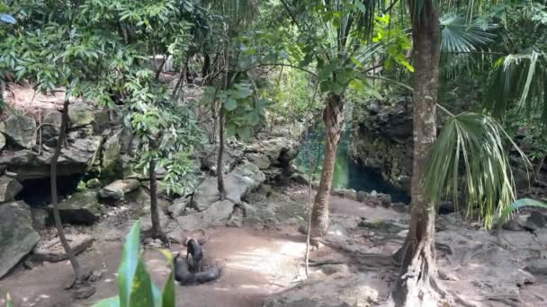 Ein Tapir Inmitten Des Paradiesischen Flusses Tropischen Dschungel Des Xcaret — Stockvideo