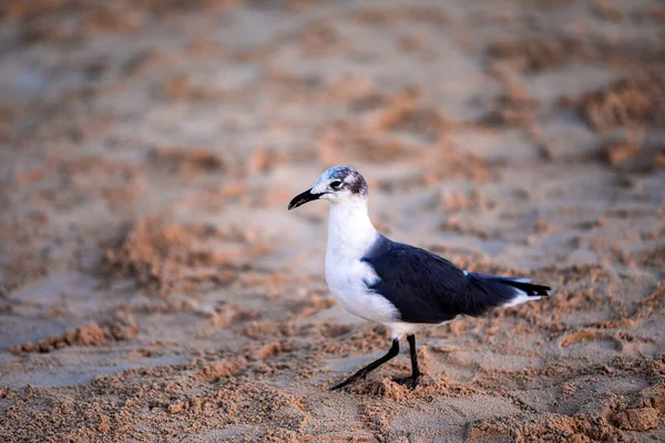 Seagull Walking Warm Golden Sands Caribbean Sea Mayan Riviera Mexico — Stock Photo, Image