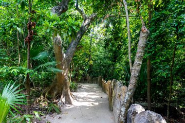 Meksika 'nın Maya Rivierası' nın ortalarında, Xcaret Parkı 'nda turistler tarafından çok ziyaret edilen bir çok farklı tropikal bitki örtüsüyle birlikte..