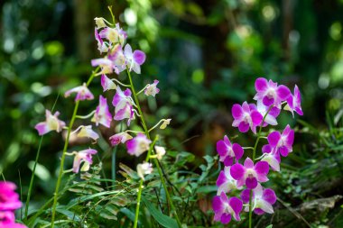 Meksika 'daki Xcaret Park' taki Bromeliad ve orkide parkından güzel ve renkli çiçekler. Meksika Maya Riviera 'sında turistler tarafından çok ziyaret edilen bir yer..